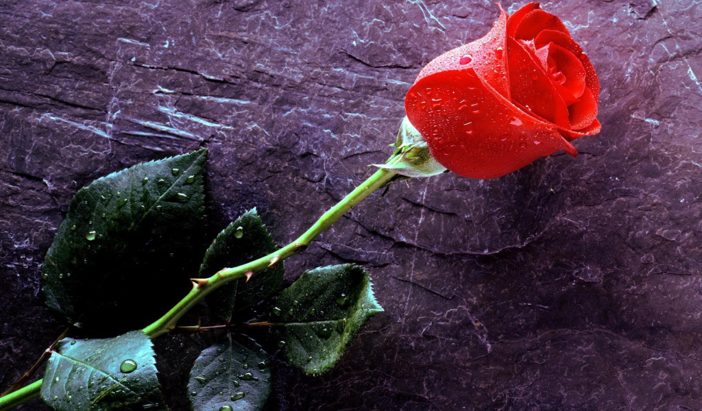Мокрая роза на черном камне