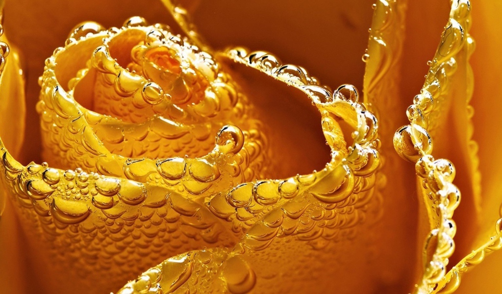 Мокрая желтая роза