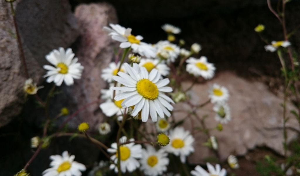Белые ромашки у камней