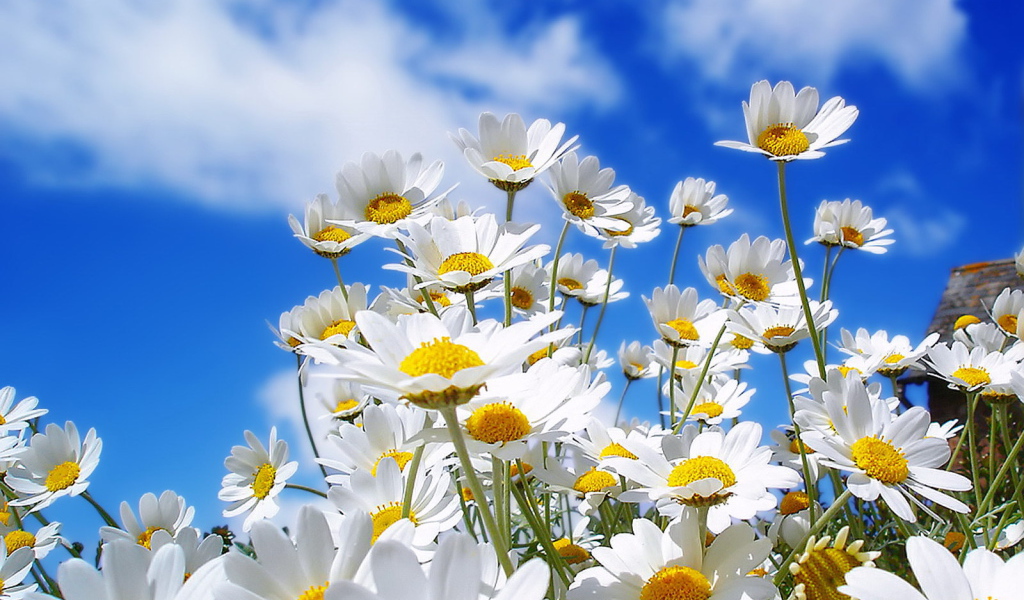 Белые ромашки на синем небе