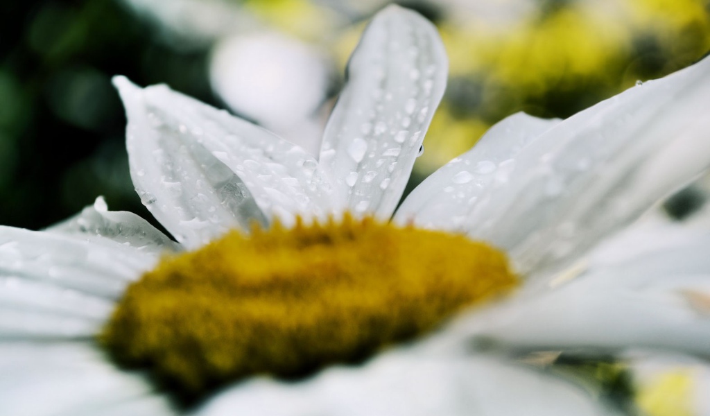 Белая ромашка после дождя