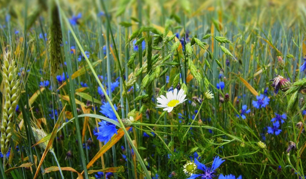 Белая ромашка среди васильков