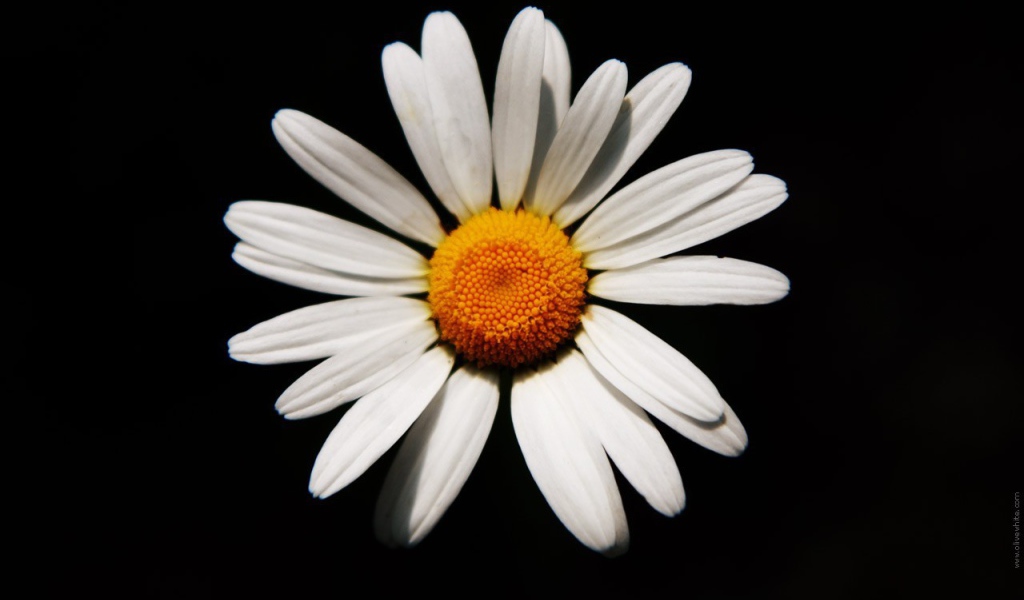 Белая ромашка на черном фоне