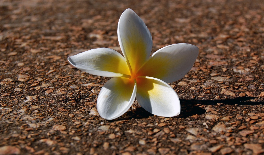 Белый цветок на гранитной плите