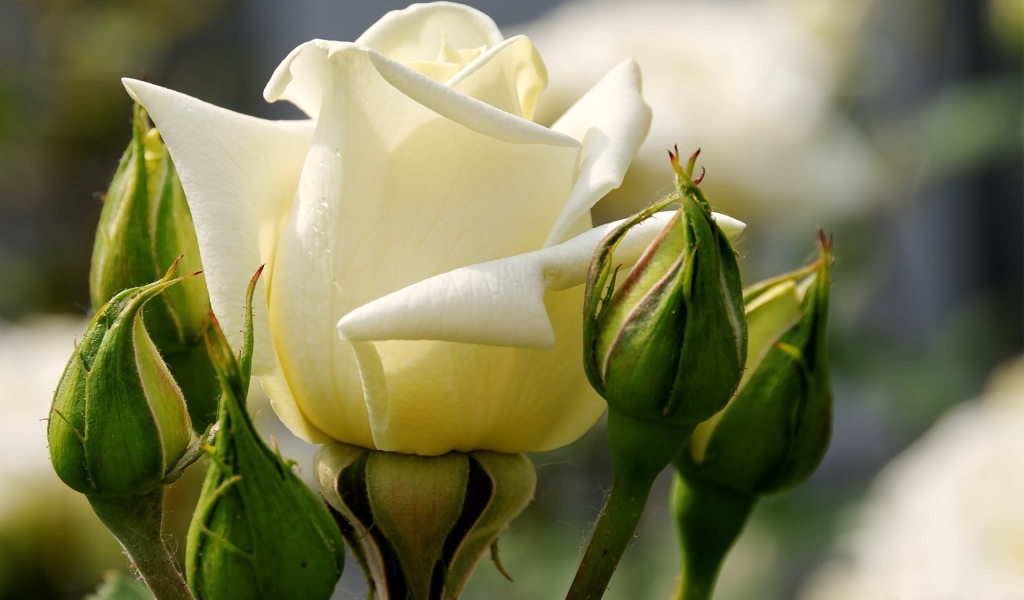 Белая роза между зелеными бутонами