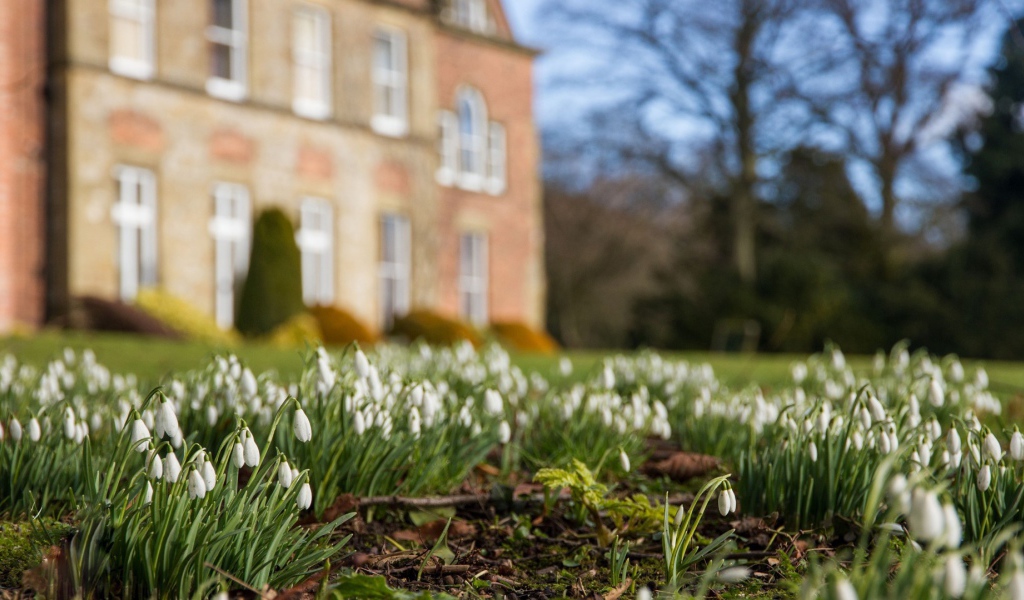 Белые подснежники у дома