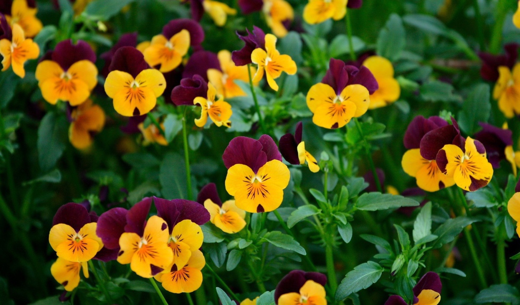 Желтые и бордовые анютины глазки, цветы