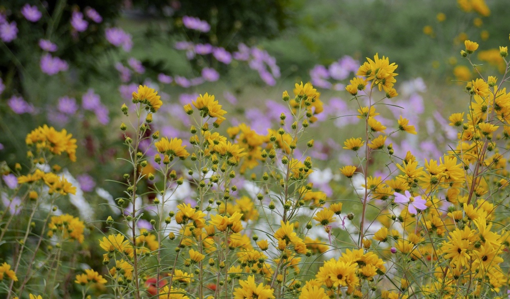Желтые полевые ромашки летом