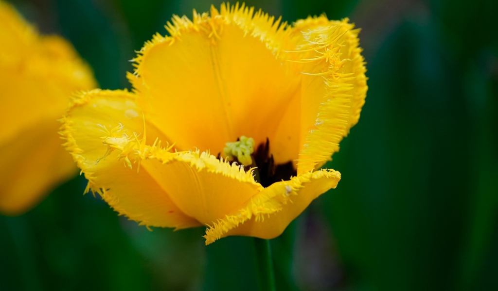 Желтый мохнатый цветок