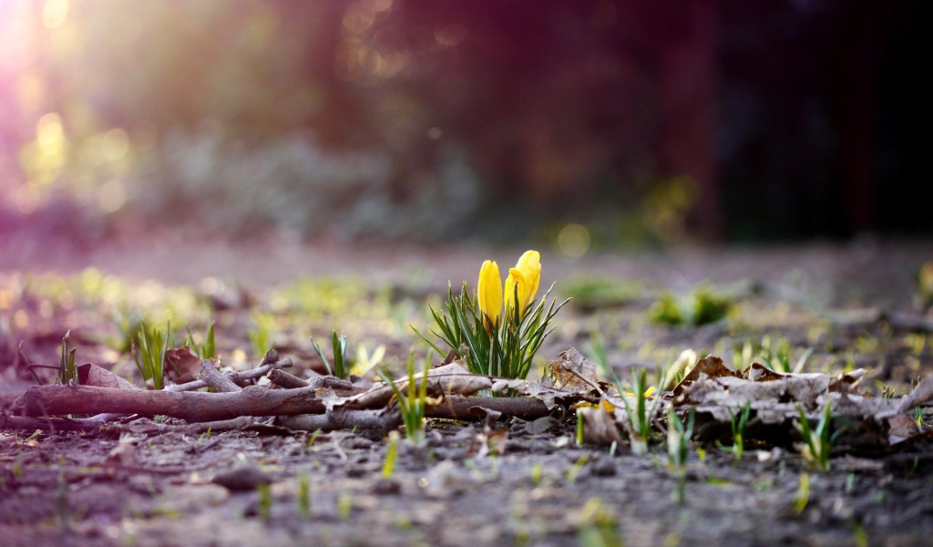 Желтые цветы пробиваются сквозь прошлогоднюю листву