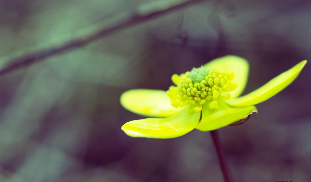 Желто зеленый цветок на сером фоне