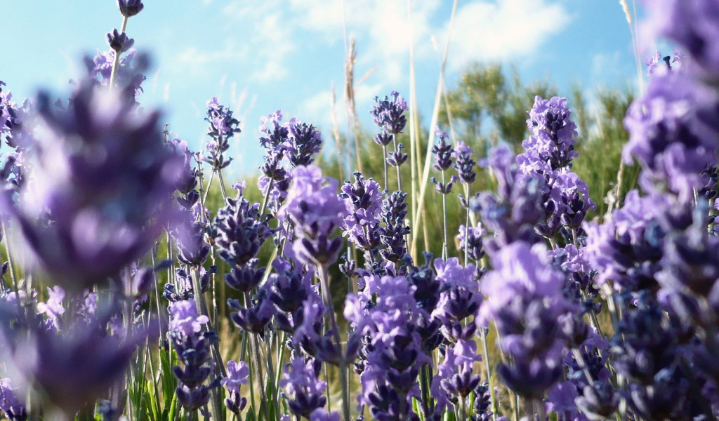 Фиолетовые полевые цветы в траве