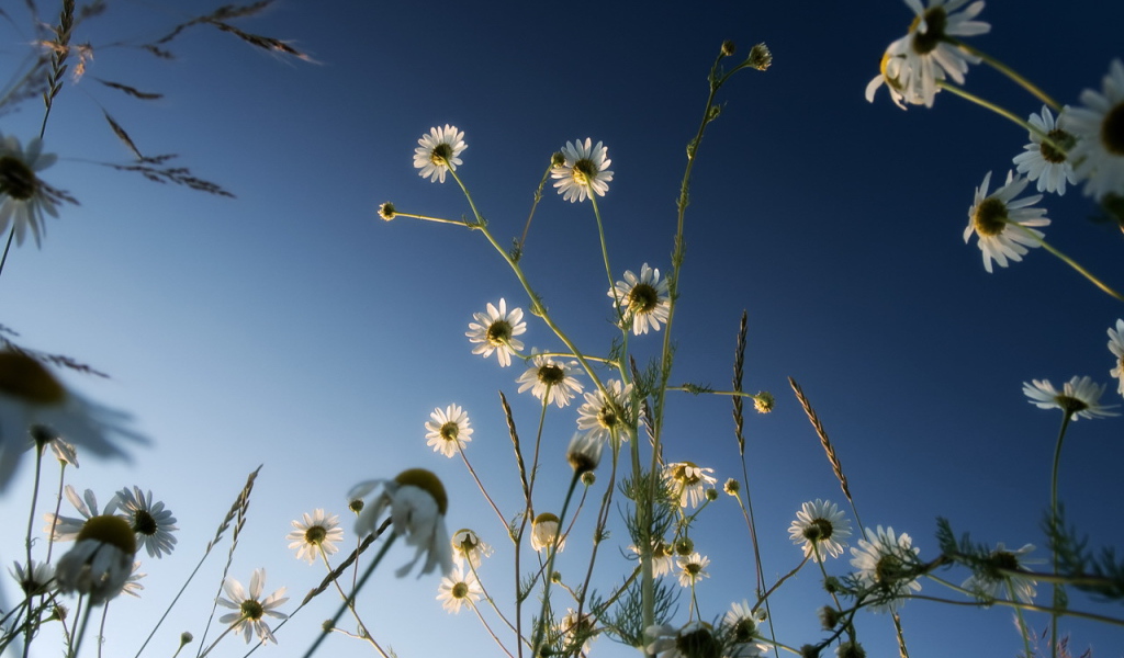 Ромашки на синем небе