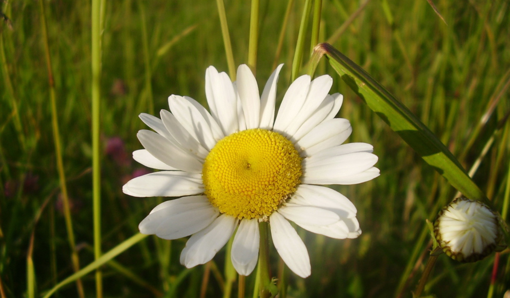 Полевая ромашка и бутон
