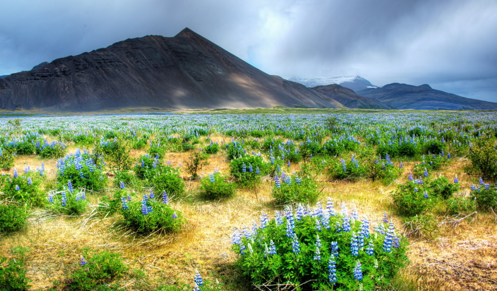 Цветы в горной долине