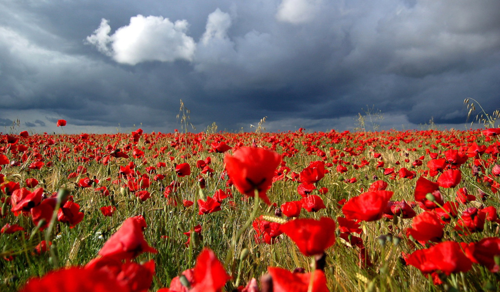 Маковое поле под облаками