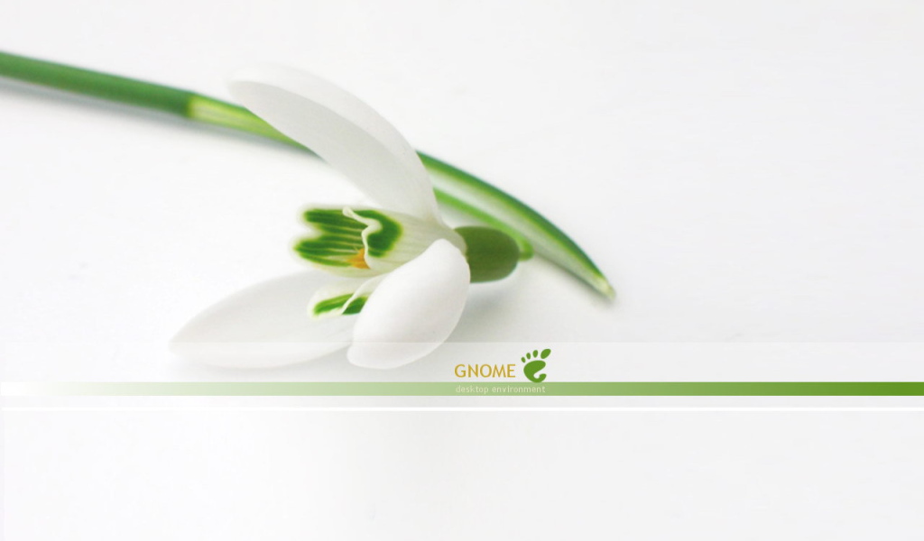 Белый цветок на белом фоне