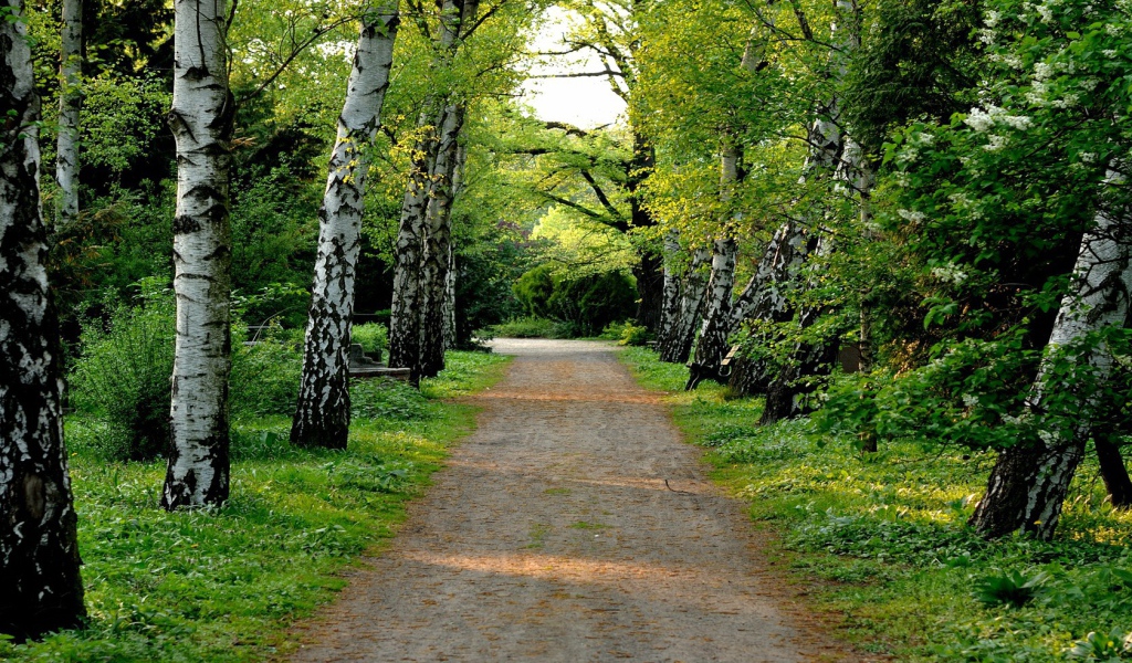 Аллея в березовой роще