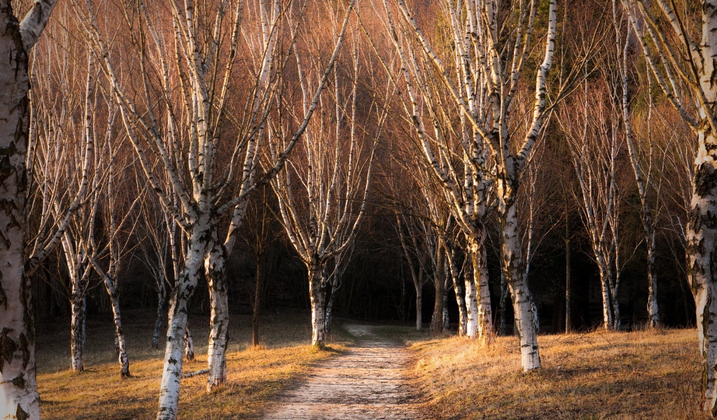 Голые деревья в березовой роще