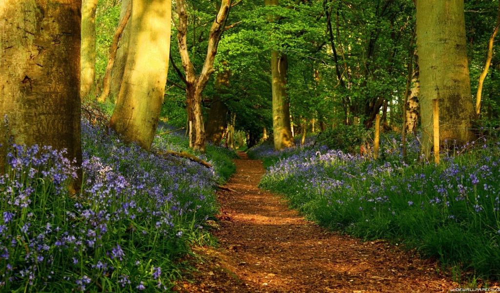 Голубые цветы по обочинам тропы в лесу