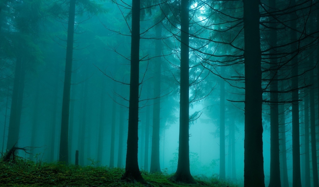 Синий туман в лесу