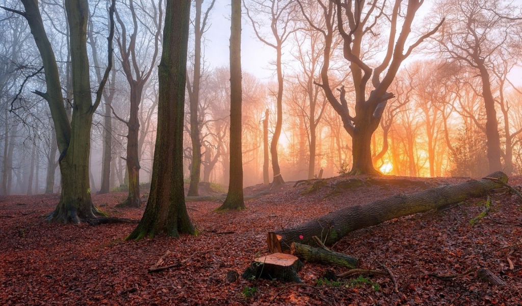 Спиленное дерево в лесу
