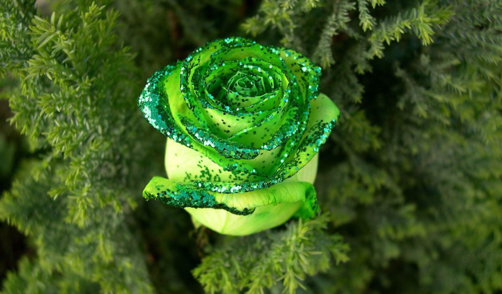 Декоративная роза в лесу