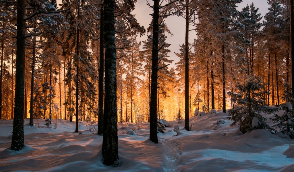 Сказочный зимний лес на закате