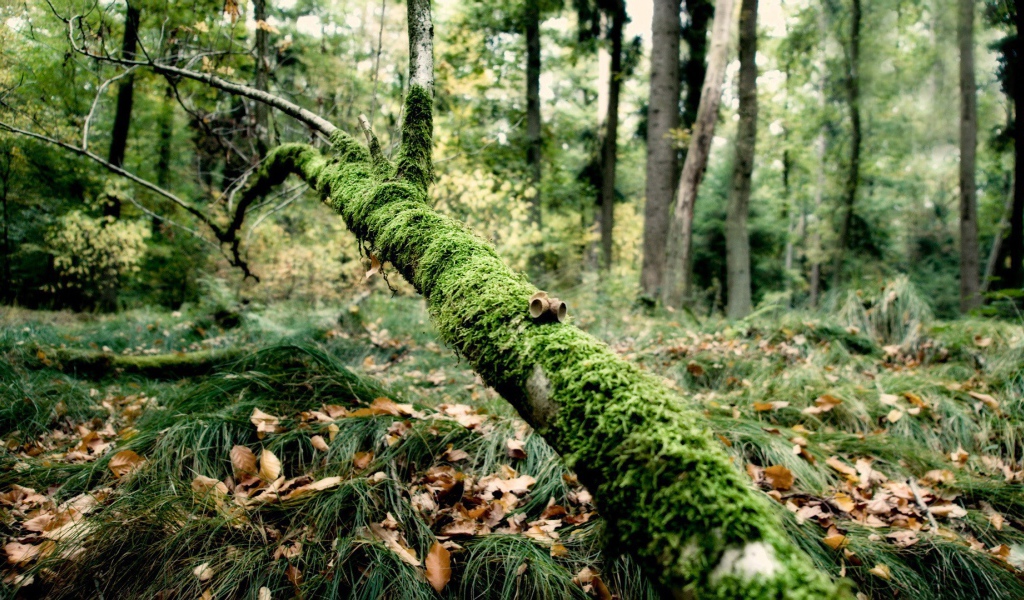 Упавшая ветка поросла мхом