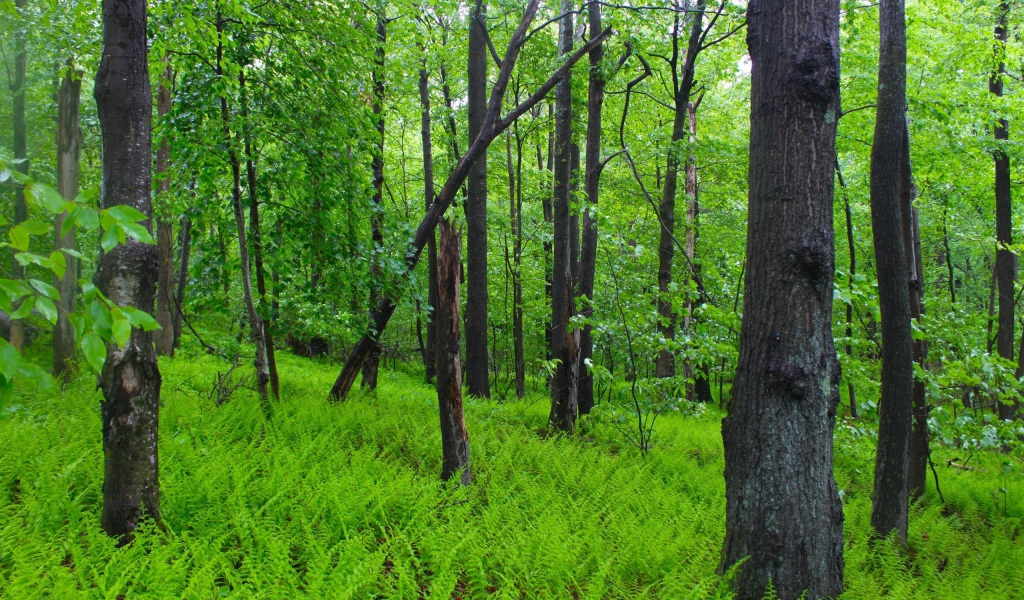 Заросли папоротника в лесу