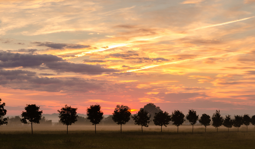 Туман за молодыми деревьями