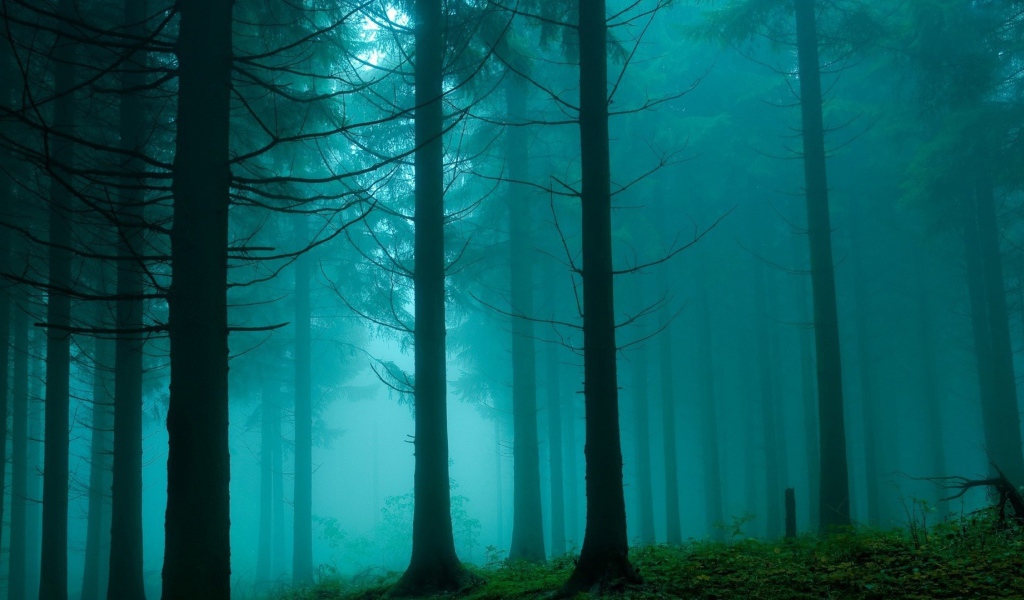 Туман в густом мрачном лесу