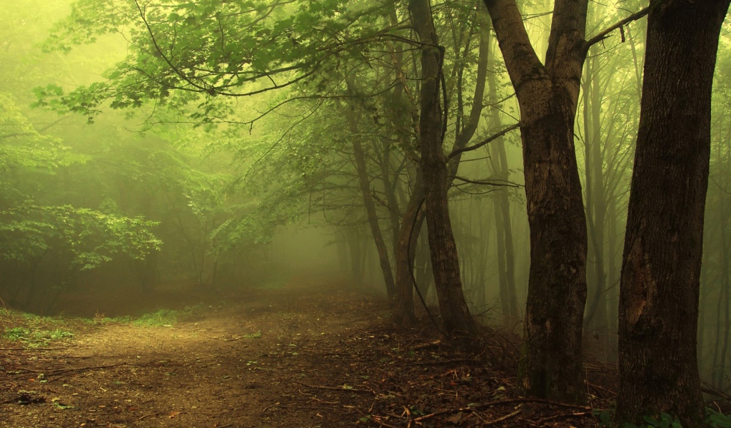 Туман в утреннем лесу