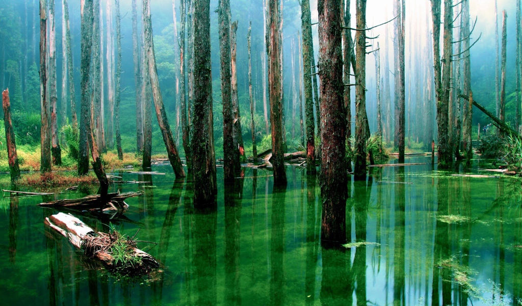 Лес подтоплен зеленой водой