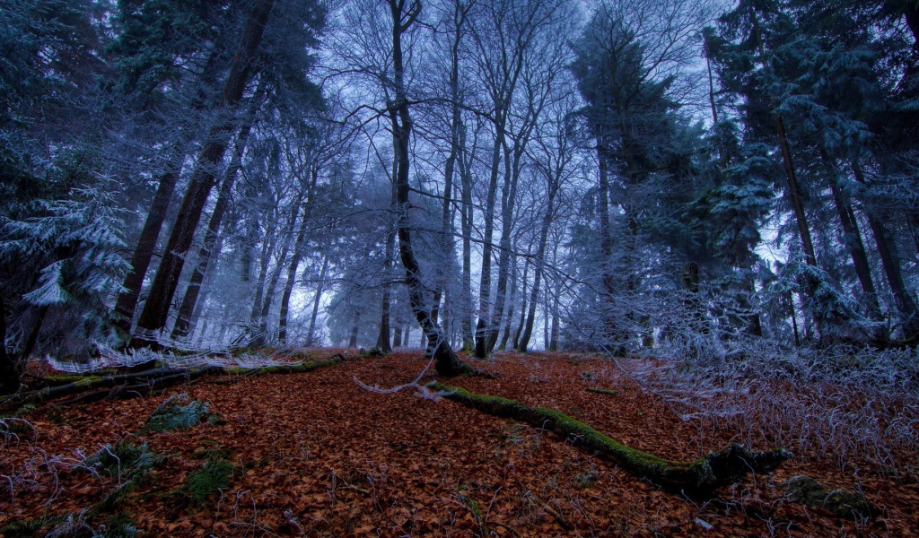 Морозное утро в чаще леса