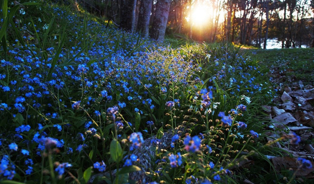 Полянка с незабудками в лесу