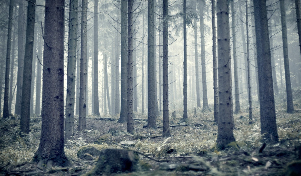 Мрачный серый лес