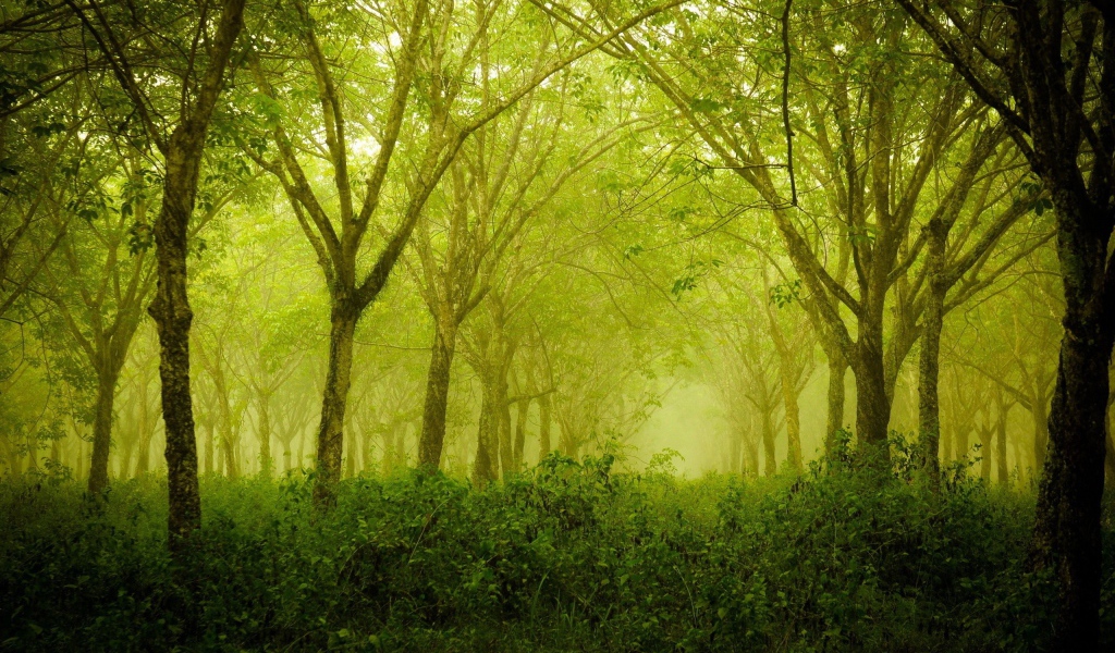Зеленая дымка в лесу