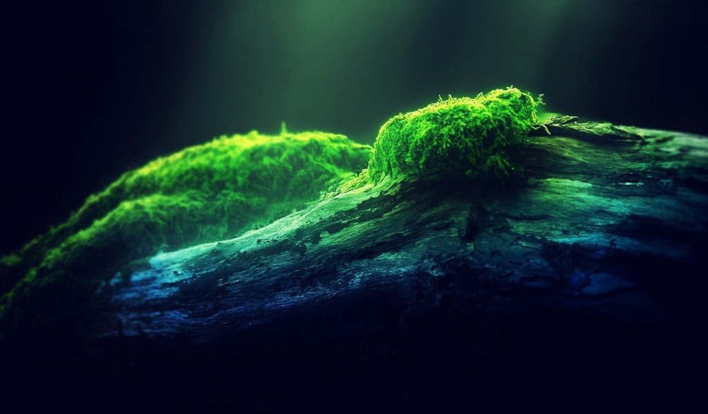 Наросты мха на древесине