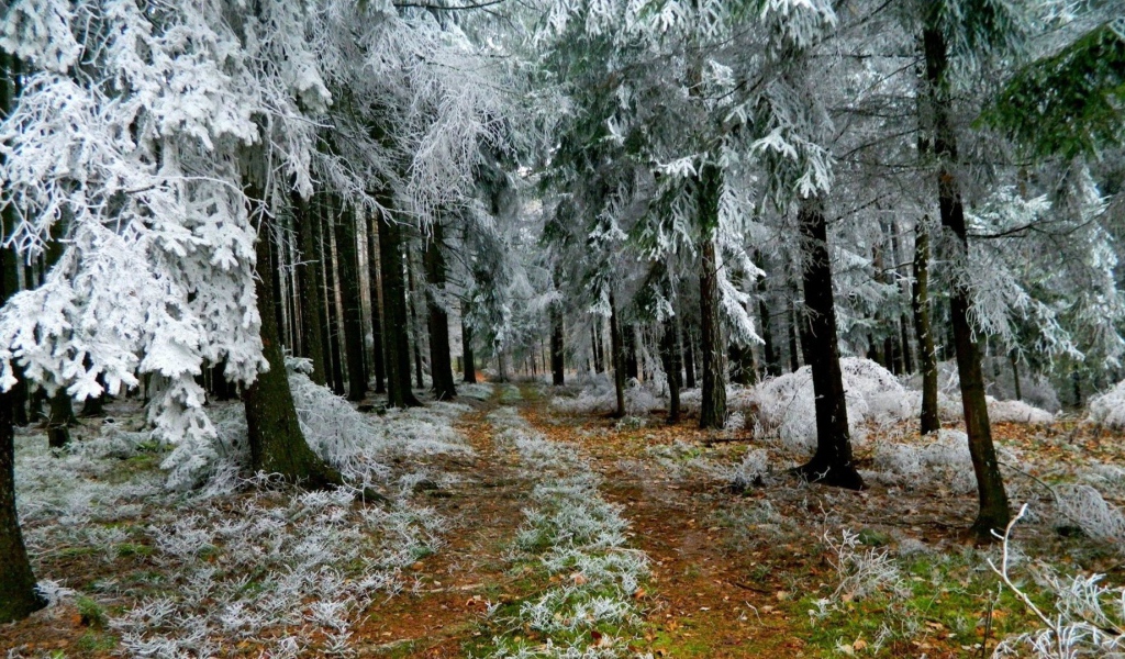 Иней в лесу