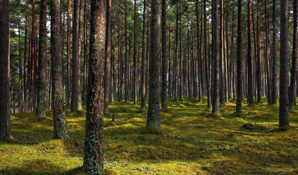 Покрытые лишайником стволы деревьев