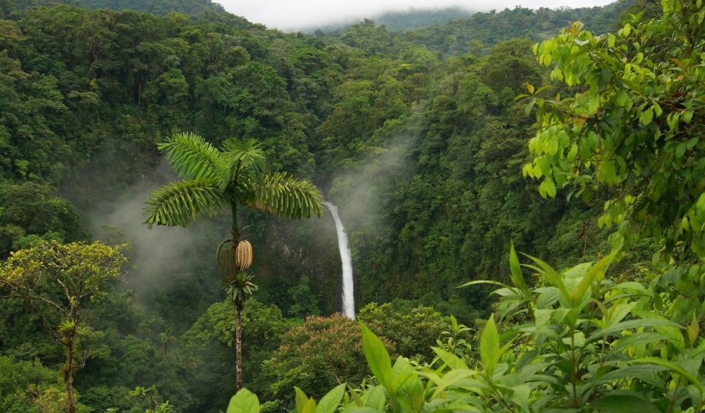 Одинокая пальма в джунглях