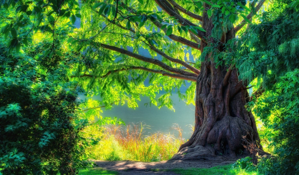 Великолепное старое дерево в лесу