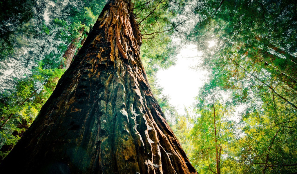 Могучая секвойя в лесу