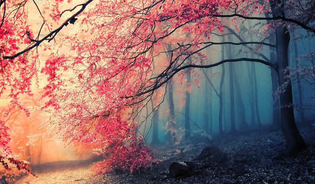 Туманный осенний лес