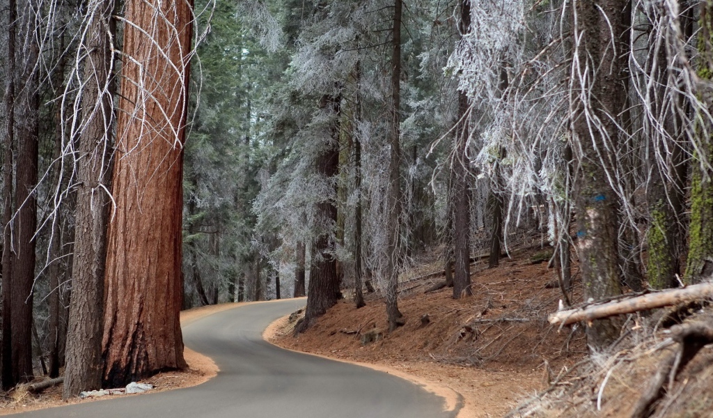 Утренний иней на могучих деревьях в лесу