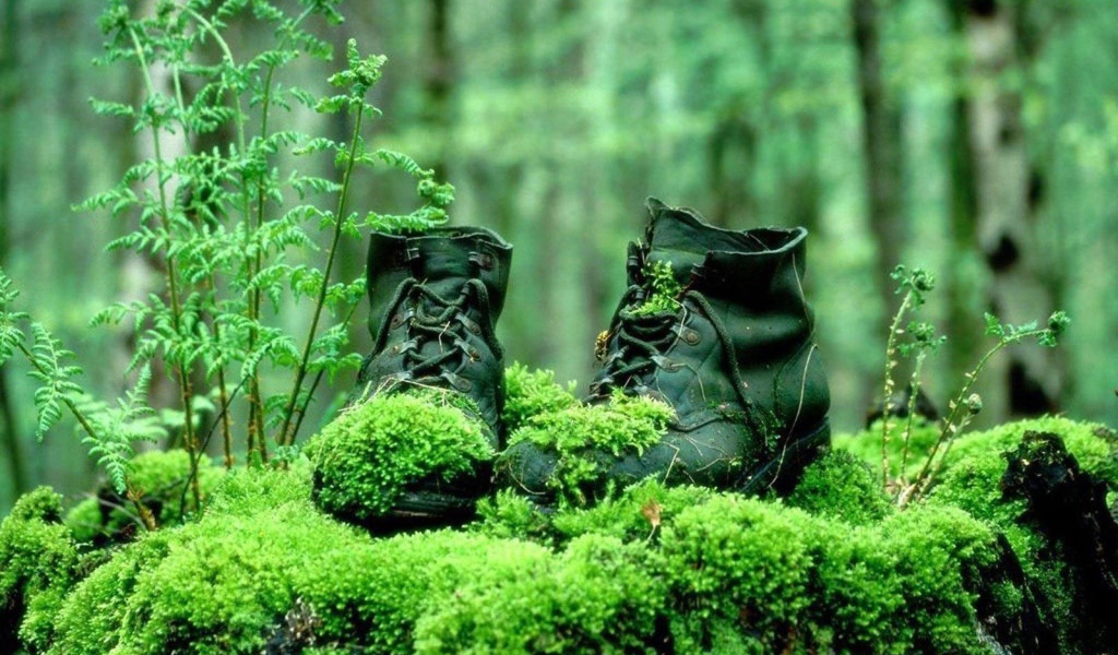 Поросшие мхом ботинки в лесу
