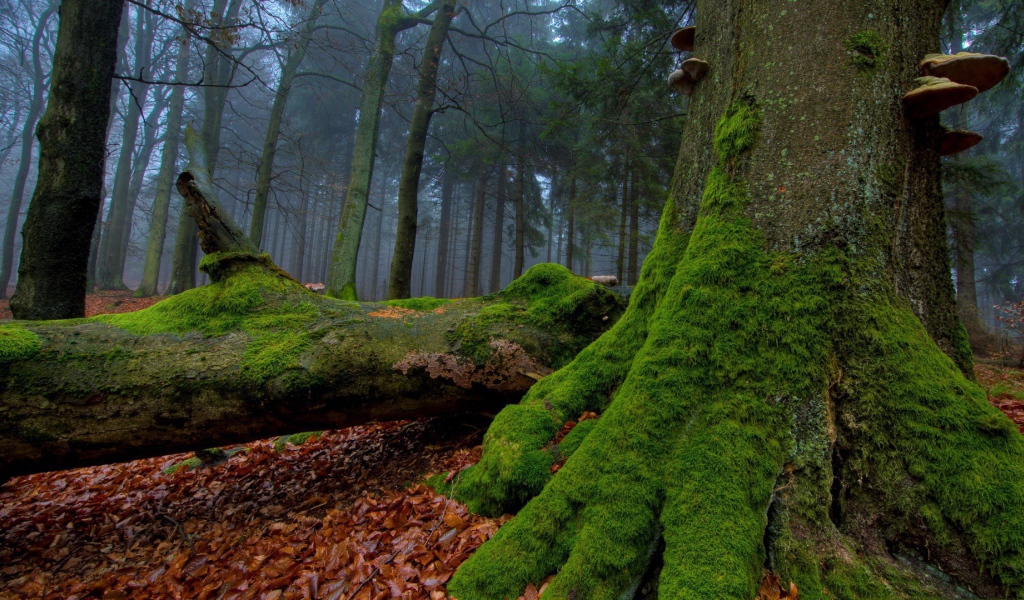 Мох взбирается по стволам деревьев