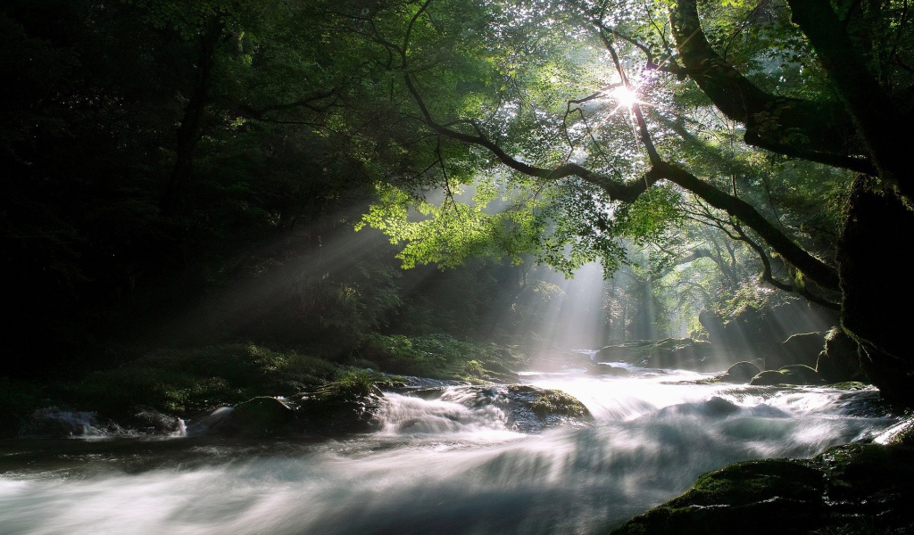 Лучи солнца над рекой в лесу
