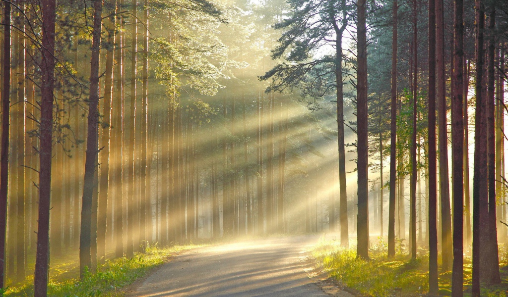 Лучи солнца сквозь дым в лесу
